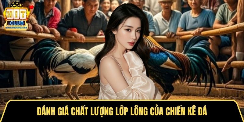 Đánh giá chất lượng lớp lông của chiến kê đá