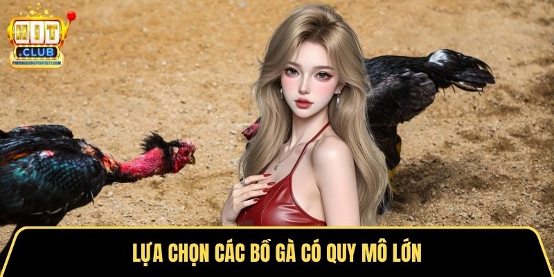 Lựa chọn các bồ gà có quy mô lớn