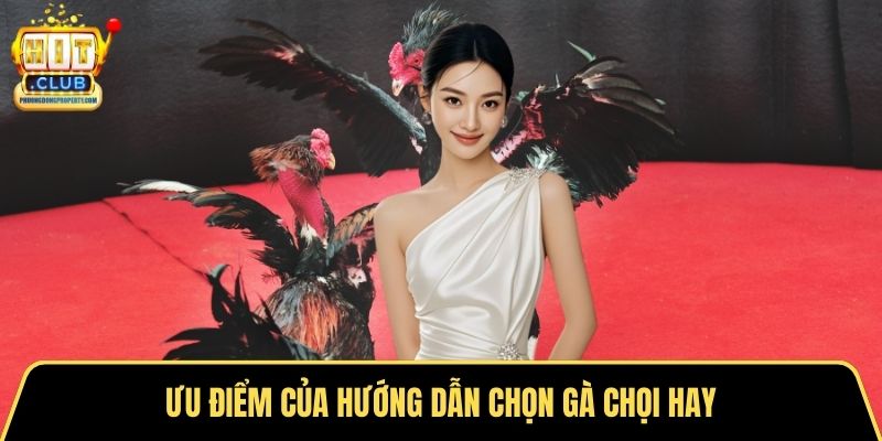 Ưu điểm của hướng dẫn chọn gà chọi hay